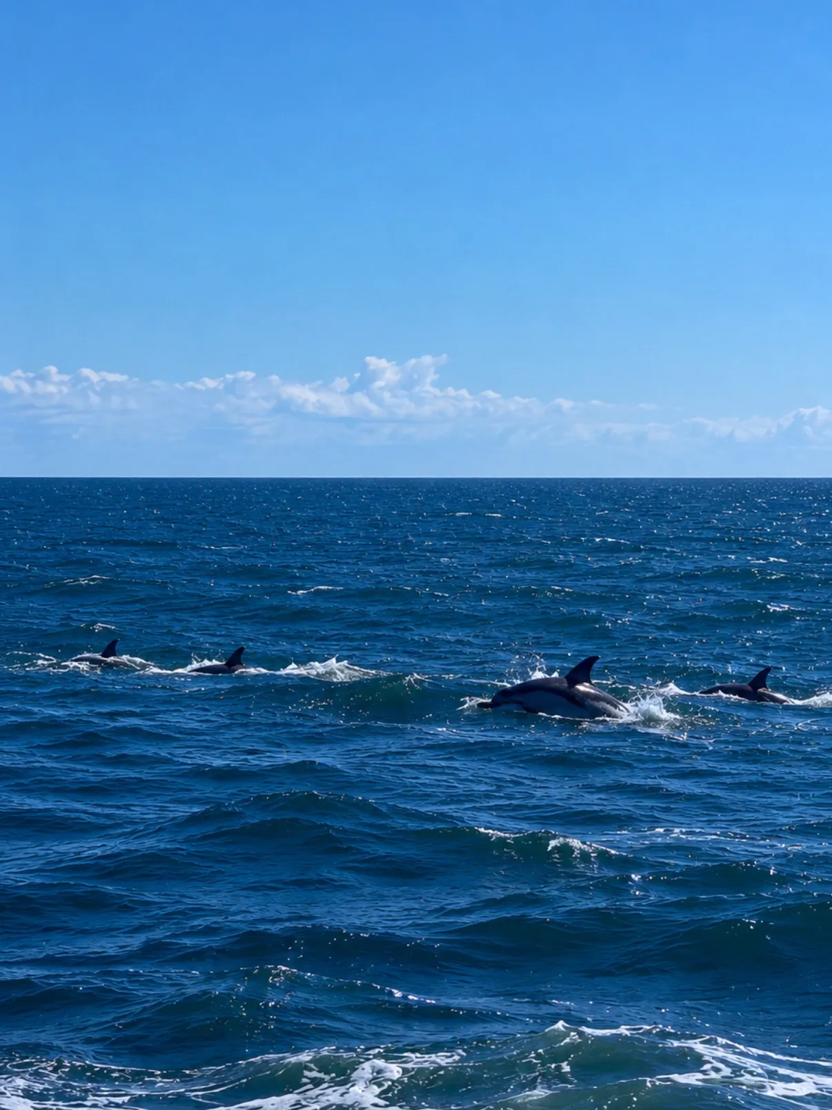 Varias aletas y parte del cuerpo de los delfines asoman sobre la superficie del mar durante el avistamiento en Duao | 📸 @guscorrean